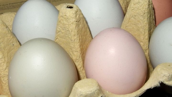 Eier Roh Oder Gekocht Wie Sieht Man Das Von Aussen Frag Mutti