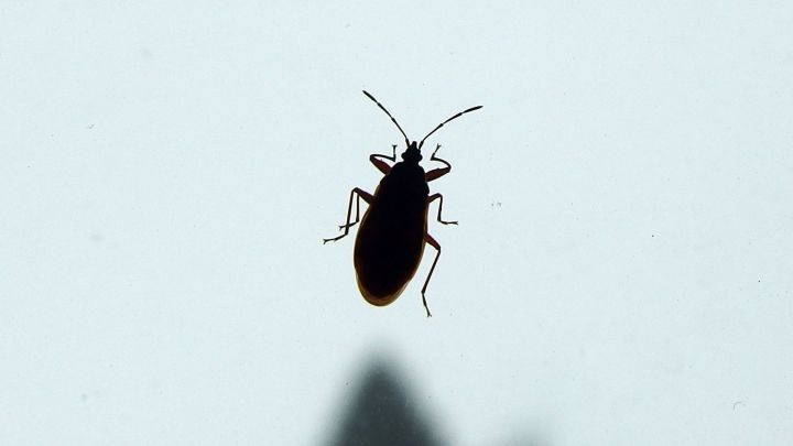 Mit Haarspray Insekten vernichten.