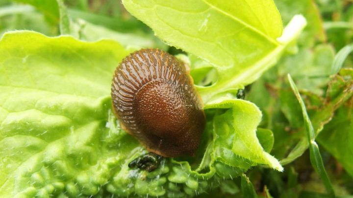 Gefährdete Pflanzen mit Tannennadeln vor Schnecken schützen - Tannennadeln dicht um die Pflanzen streuen.
