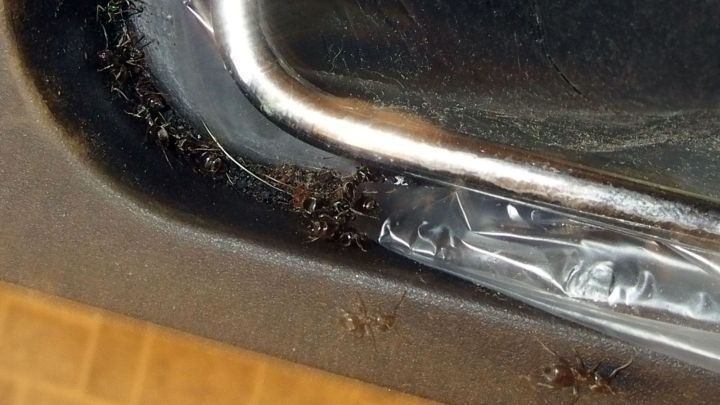 Da Ameisen Kreide meiden, kann man sie mit einem Kreidestrich zurückhalten.