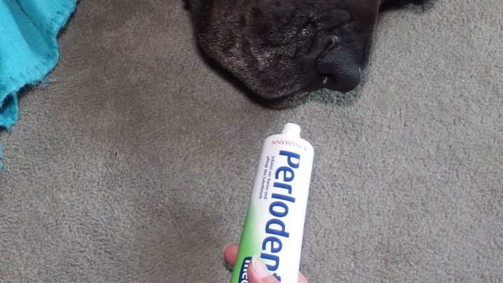 Mein Hund hasst den Geruch von Zahnpasta! Ein Stück Papier oder Alufolie mit Pasta auf seine Lieblingsstelle, auf dem verbotenen Sofa geben, und er meidet diesen Platz umgehend.