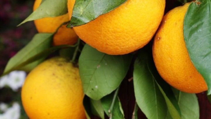 Regelmäßiges Putzen mit Orangenreiniger hilft gegen Silberfischchen. Diese mögen den Geruch von Orangen nicht.