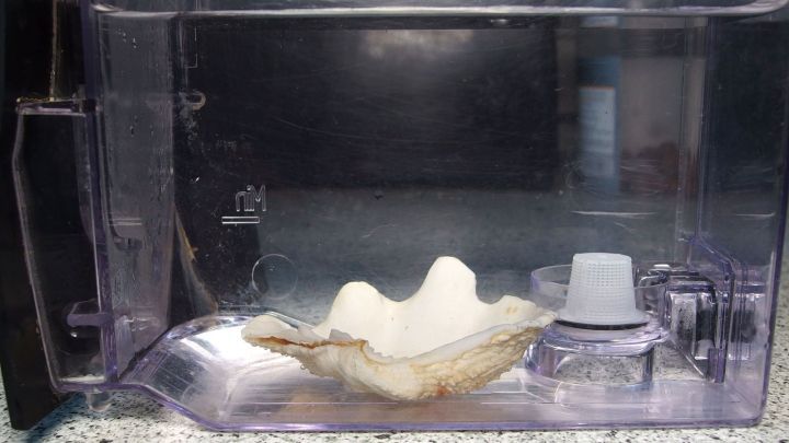 Gegen Kalk in der Kaffeemaschine: Einfach eine Muschel in den Wassertank legen.