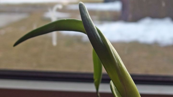 Keimende Zwiebeln in einen Blumentopf pflanzen und das junge Grün genießen.