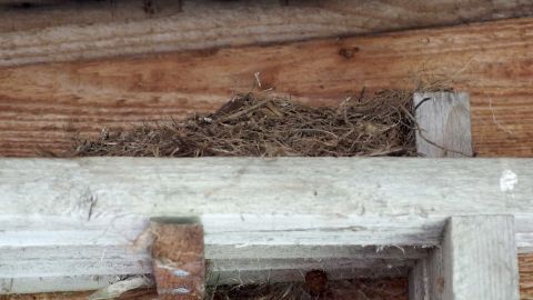 Lange Alufolien-Streifen unter dem Dachvorsprung halten kommende Vögel ab!