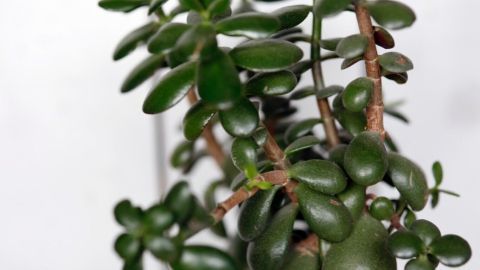 Unschöne Lücke in einem Gummibaum durch abgebrochenes Blatt? So wächst in der Lücke ein neues Blatt nach.