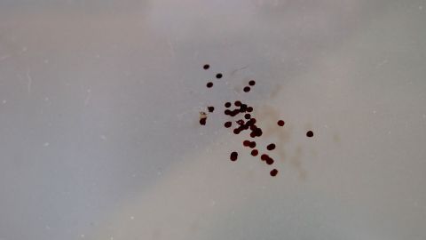 Mit Javelwasser blitzschnell, und ohne große Mühe, Verschmutzungen wie Fliegendreck, Ruß usw. von Fenstern entfernen.