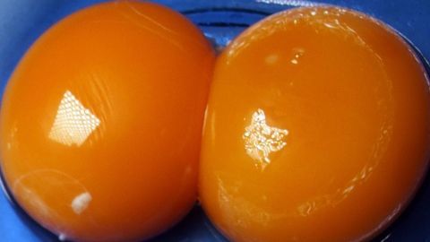 Eier einfrieren: Erst das Ei trennen und dann Eigelb bzw. Eiweiß getrennt voneinander in einem Eiswürfelbehälter tiefkühlen.