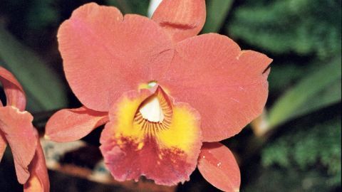 orchideen mit kaffee zum bluehen bringen