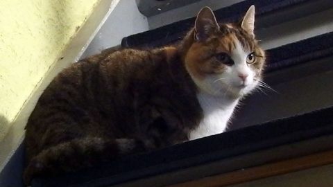 katzenfloehe bekaempfen