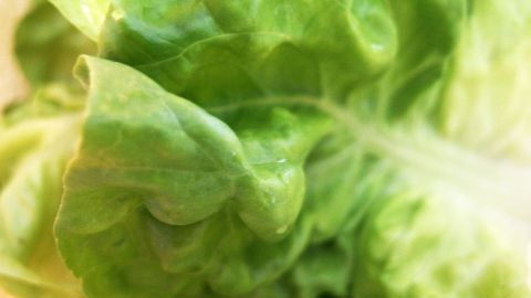 Wenn der Kopfsalat nicht mehr ganz frisch ist und Blätter welk geworden sind, bekommt man ihn mit diesem Tipp wieder schön knackig.