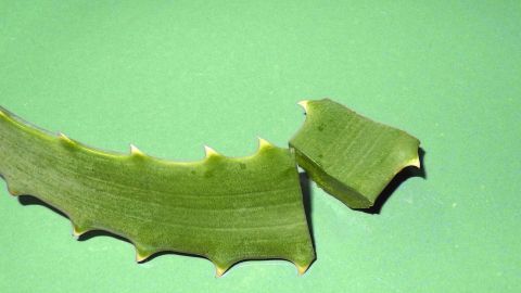 Aloe Vera hilft wirklich bei Sonnenallergie. Ich habe es nicht glauben wollen, als man es mir empfohlen hat, da ich schon so viel ausprobiert hatte, aber bei mir hat es wirklich geholfen.