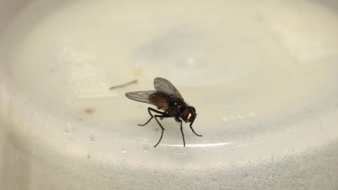 Fliegen Verscheuchen Ohne Gift Und Ohne Gewalt Frag Mutti
