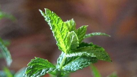 Gegen Insekten im Glas hilft ein Zweiglein frische Pfefferminze. Die Insekten mögen den Geruch nicht und es sieht dekorativ aus.