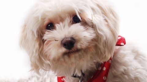 Hund mit Speisenatron einreiben und es anschließend ordentlich auszubürsten. Der Hund riecht nicht mehr und ist wieder sauber.