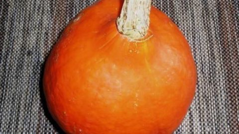 Hokkaido-Kürbis