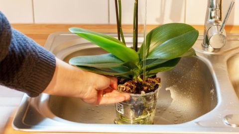 orchideen richtig giessen