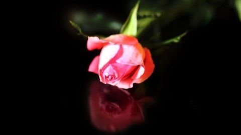 Getrocknete Rose mit Haarspray einsprühen.
