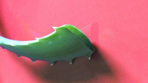 Aloe Vera wirkt gegen Pickel und Mitesser sehr gut und trägt zur Verschönerung des Hautbildes bei.