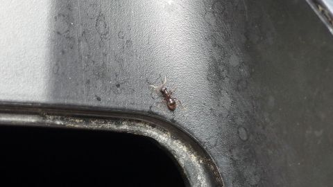 Ameisen erfolgreich bekämpfen, indem man schaut, wo die Ameisen ihr Nest haben. In das Nest steckt man zwei bis drei blanke 7-10 cm lange Kupferdrähte.