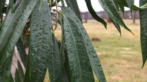 Pflanzen in den Regen stellen - Wellness für Zimmerpflanzen.