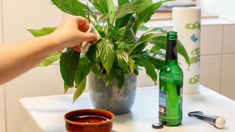 Glänzende Pflanzen auf natürliche Weise, mit Bier. Ich praktiziere das jetzt schon über mehrere Jahre und es funktioniert wunderbar.