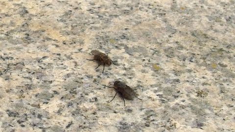 Jeder Portugiese an der Algarve kennt diesen Fliegenschutz: Mit Wasser gef&uuml;llte Plastiks&auml;ckchen, am Oberbalken aufgeh&auml;ngt, im Sonnenlicht baumelnd.