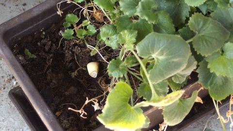 Gegen Ameisen, Wanzen und Schnecken in der Blumenerde: Einfach geschälte Knoblauchzehen in die Erde stecken.