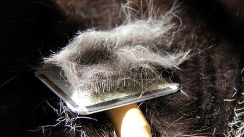 Katzenhaare mit einem Nylonstrumpf von Kleidung, Sofa usw. entfernen.