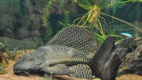 Mithilfe einer Schieferplatte kann man gegen Algen im Aquarium vorbeugen.