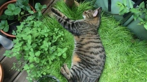 Katzen Grasbox Fur Den Balkon Frag Mutti