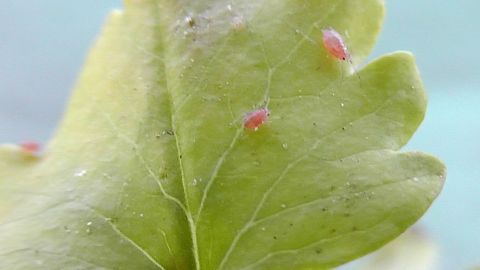 Zu jeder Pflanze stecke ich eine Zehe Knoblauch in die Erde in Wurzelnähe. Wenn die Knoblauchzehe treibt, den grünen Keim immer wieder abpitschen. Es dauert ein paar Tage, bis die Läuse ihren Hut nehmen, aber es wirkt.