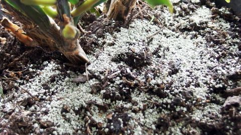 Mit einer kleinen Schicht Vogelsand Schimmel auf Blumenerde verhindern.