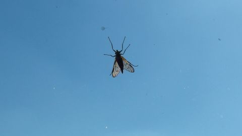 Gegen Schmerz und Schwellung nach einem Insektenstich kann ein Brei aus Wasser und Speisenatron helfen.