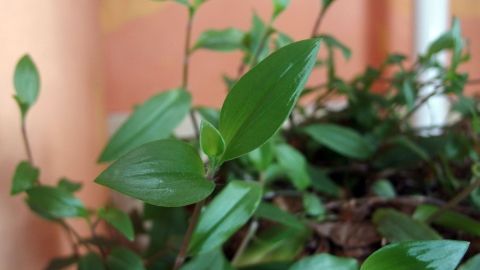 Blumen mit Fingernägeln düngen - aus ästetischen Gründen sollte man natürlich die Späne etwas untergraben!