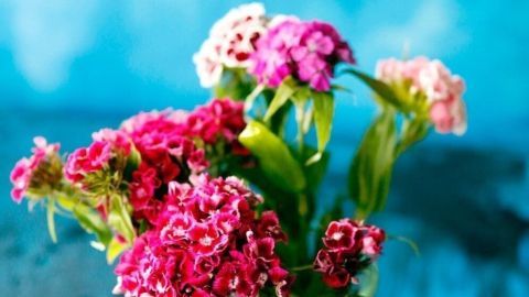 Einfach ein Schnapsglas voll Wodka, Korn, Obstler, Williams ins Blumenwasser geben und die Blumen halten definitiv länger frisch!
