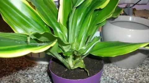 Drachenbaum in nasser Erde: Im Tipp Drachenbaum nach Staun&auml;sse retten liest Du, wie Du Wurzeln pr&uuml;fst und richtig umtopfst.