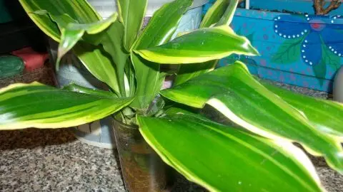 Drachenbaum nach Staun&auml;sse retten: Stecklinge im Wasserglas bewurzeln lassen &ndash; wie auf dem Bild als Notl&ouml;sung nach Wurzelf&auml;ule.