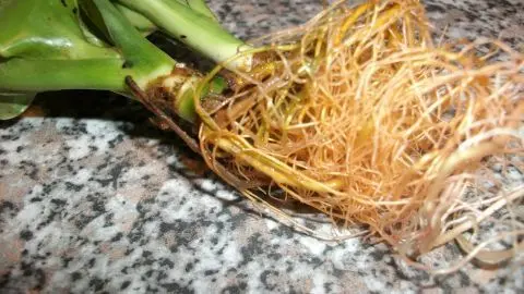 Drachenbaum nach Staun&auml;sse retten: Wurzelballen freilegen, faule Wurzeln entfernen und in frisches, trockenes Substrat setzen.