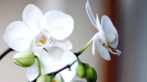 Orchideen zum Blühen bringen: Einfach Barthaare einer Trockenrasur ins Gießwasser geben.