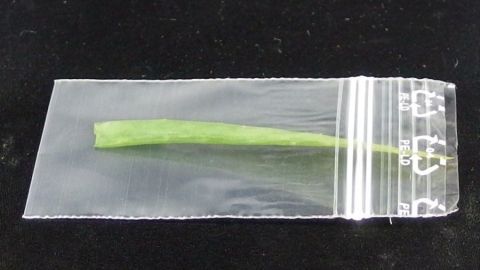 Eingefrorene Aloe Vera Blätter als Hautcreme verwenden.