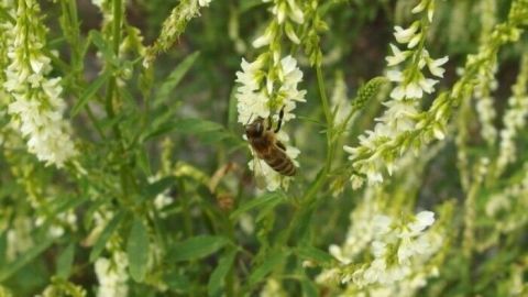 Bei einem Bienen- oder Wespenstich hilft die Einnahme von Kalzium, dieses neutralisiert das Gift im Körper.