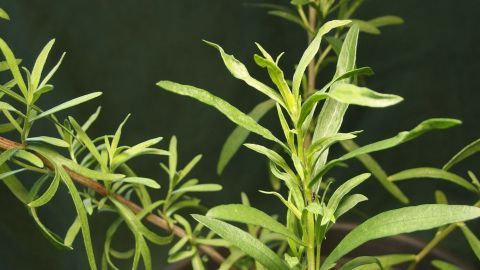So bekommt man sehr preiswert einen schönen schmackhaften Estragon-Gewürzessig für Salate.