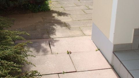 Mit Spülmittel gegen Ameisen im Garten oder zwischen Pflastersteinen.