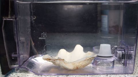 Gegen Kalk in der Kaffeemaschine: Einfach eine Muschel in den Wassertank legen.
