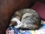 Katzenhaare mit Saugschwamm von Sofas entfernen