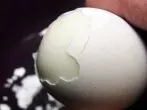 Ältere Eier lassen sich besser schälen als frischere