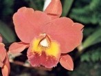<strong>Orchideen</strong> mit Kaffee zum Blühen bringen
