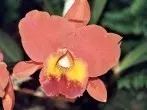 Orchideen mit Kaffee zum Blühen bringen