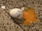 Das kaputte Ei auf dem Küchenboden